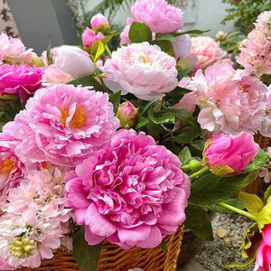 Giant Peony Flowers