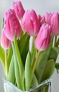 Tulip Charming Flower Bulbs (Pack of 2)