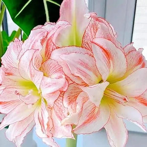 Amaryllis Pink White Bulbs