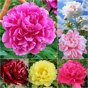 Giant Peony Flowers